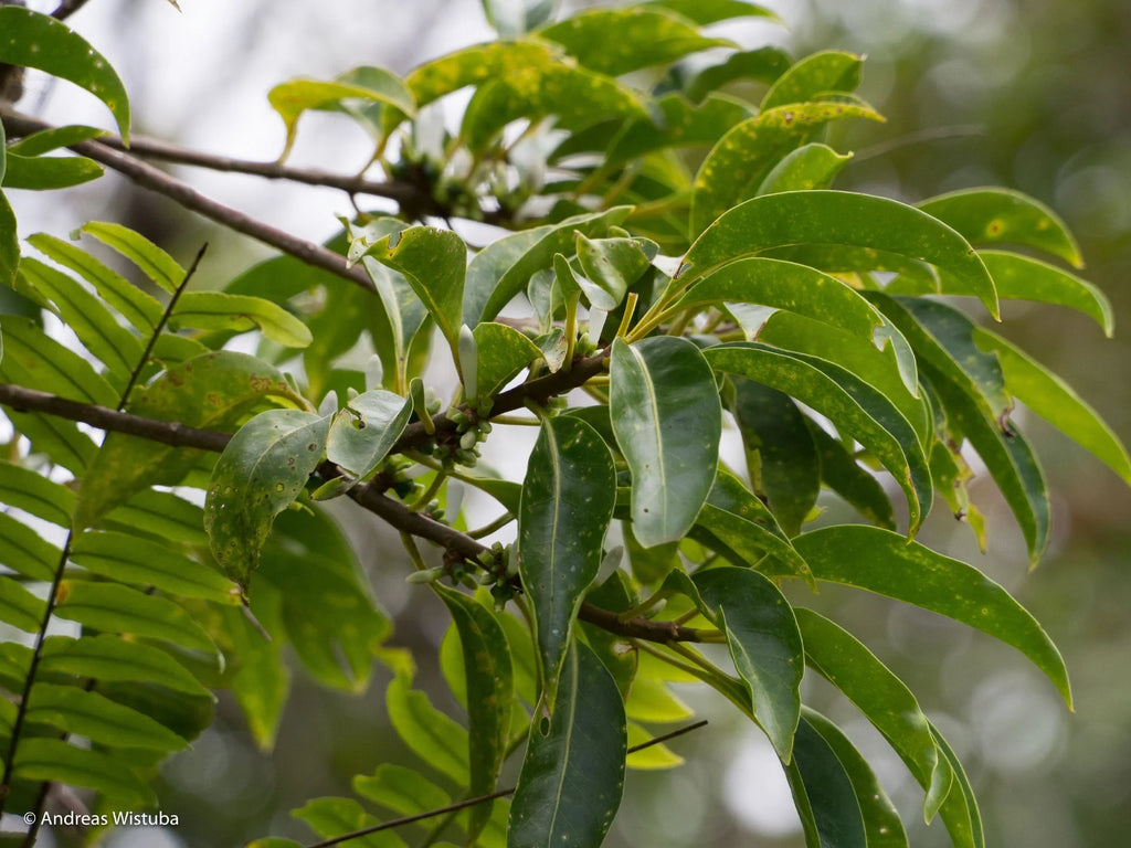 Squamellaria wilsonii (Taveuni, Fiji) 大森食虫植物農園