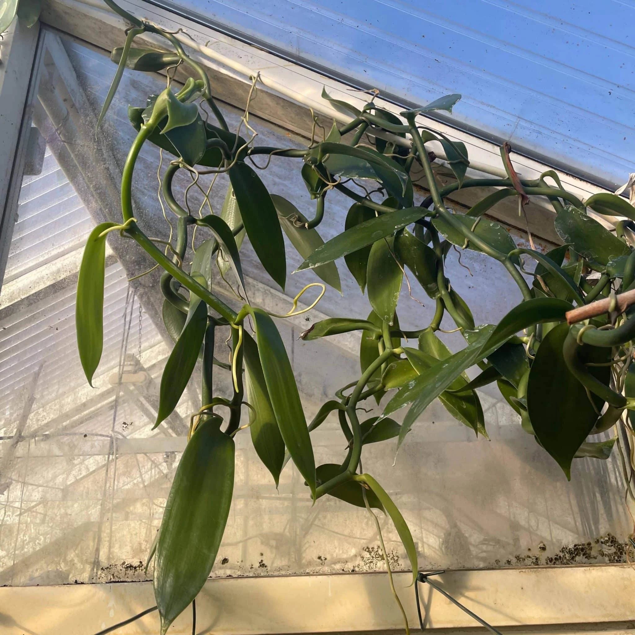Vanilla planifolia, 50-70 cm 大森食虫植物農園