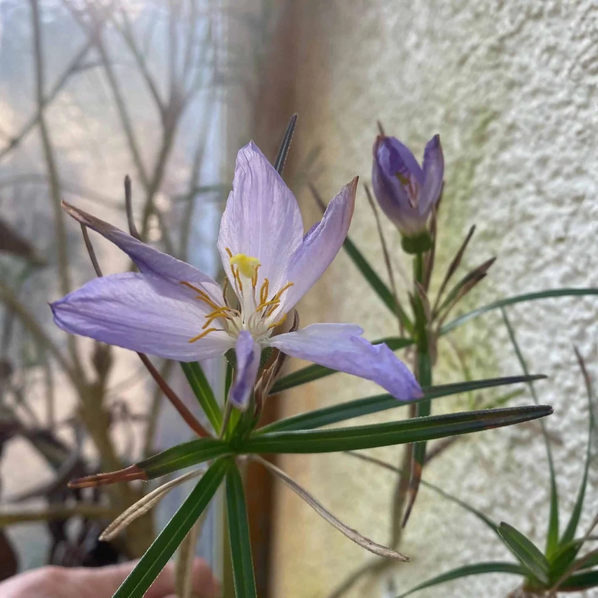 Vellozia variablis 大森食虫植物農園