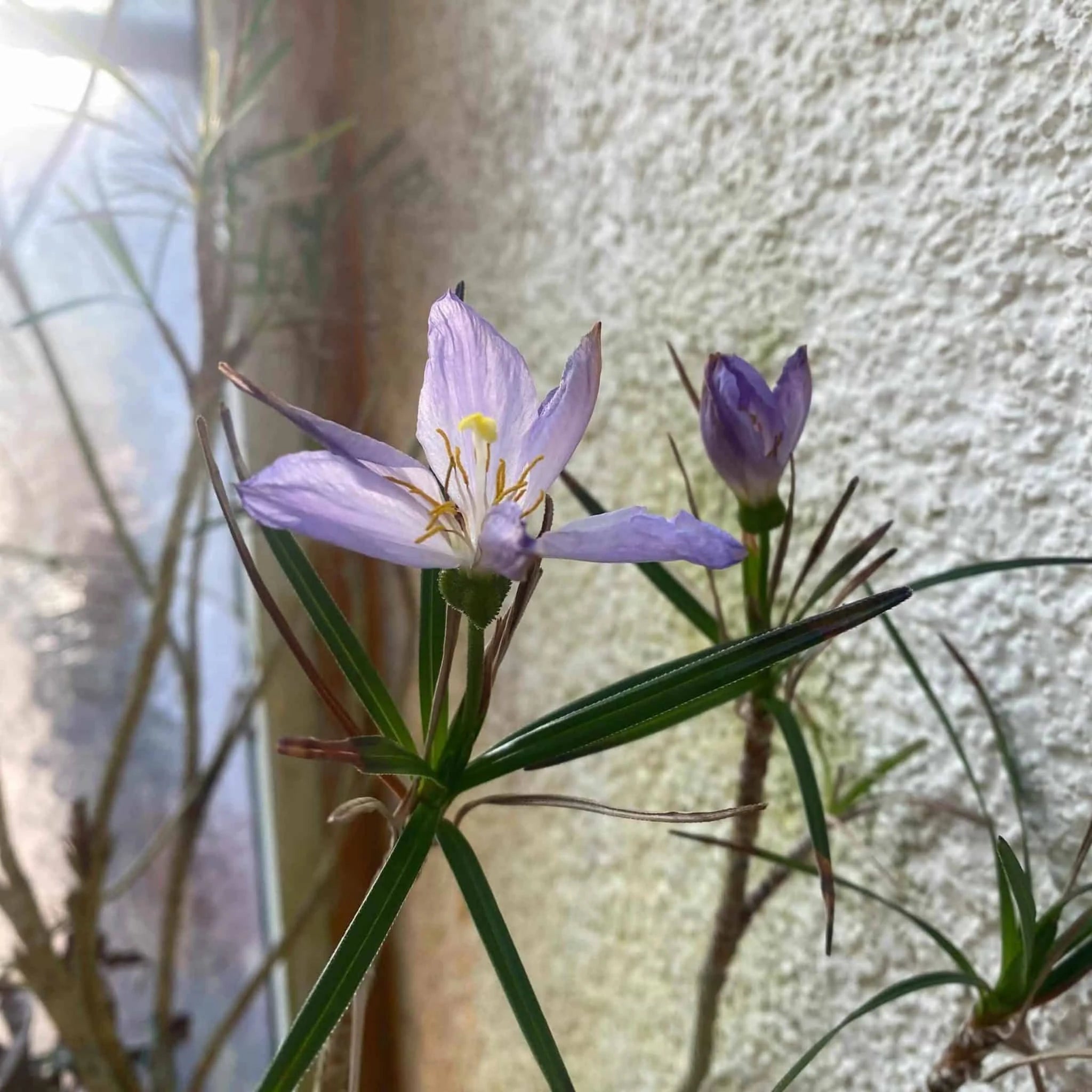 Vellozia variablis 大森食虫植物農園