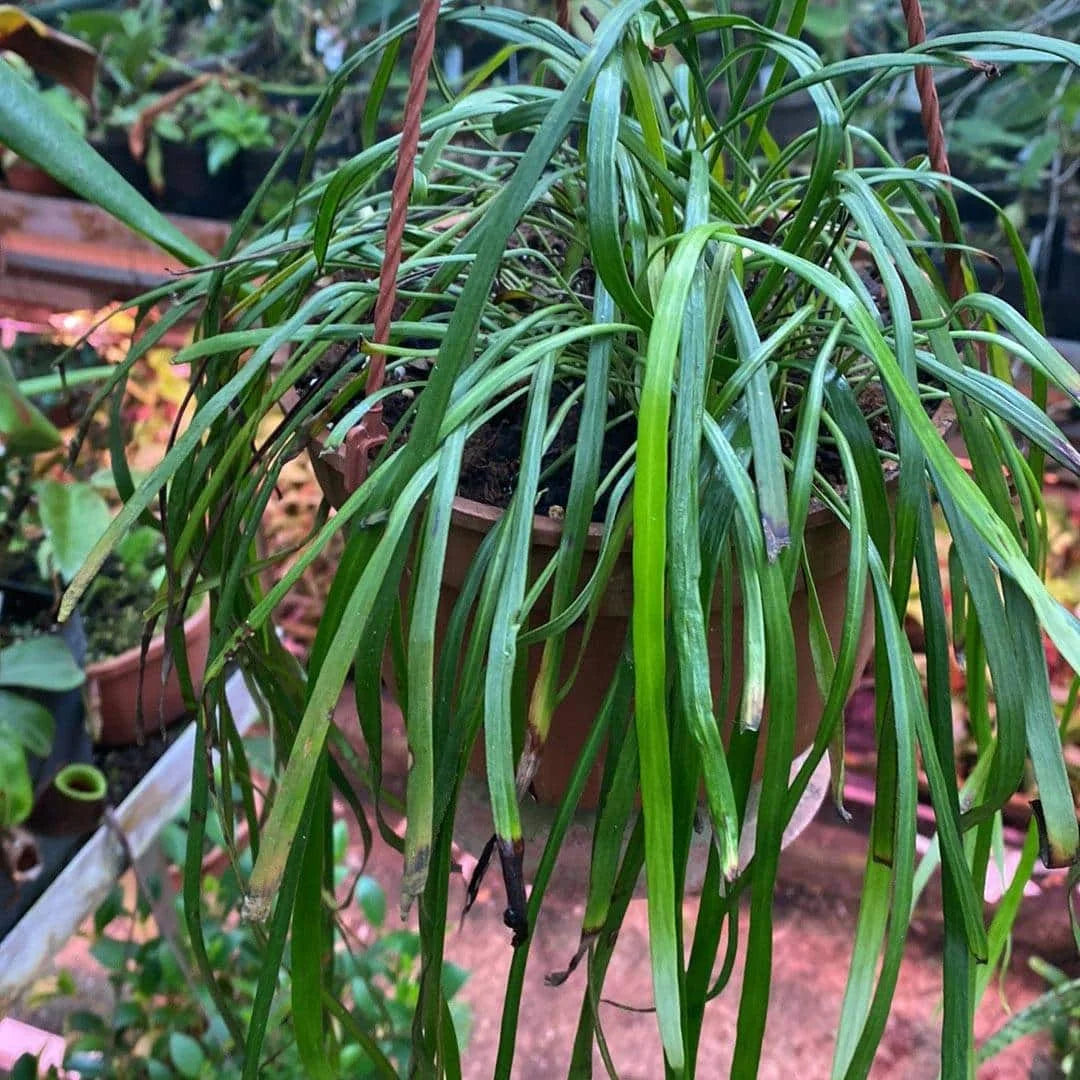 Vittaria ensiformis 大森食虫植物農園