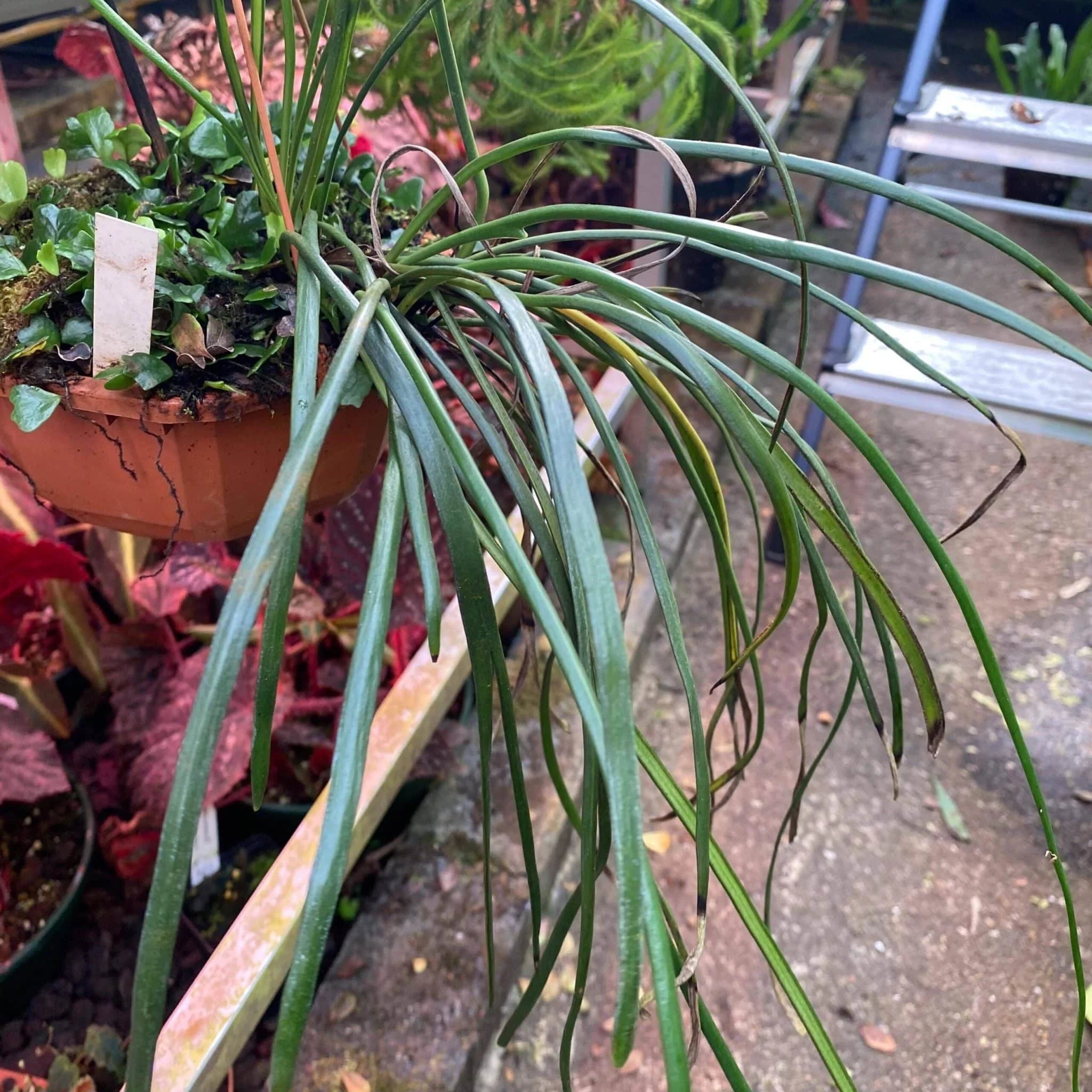 Vittaria lineata, Sumatra 大森食虫植物農園