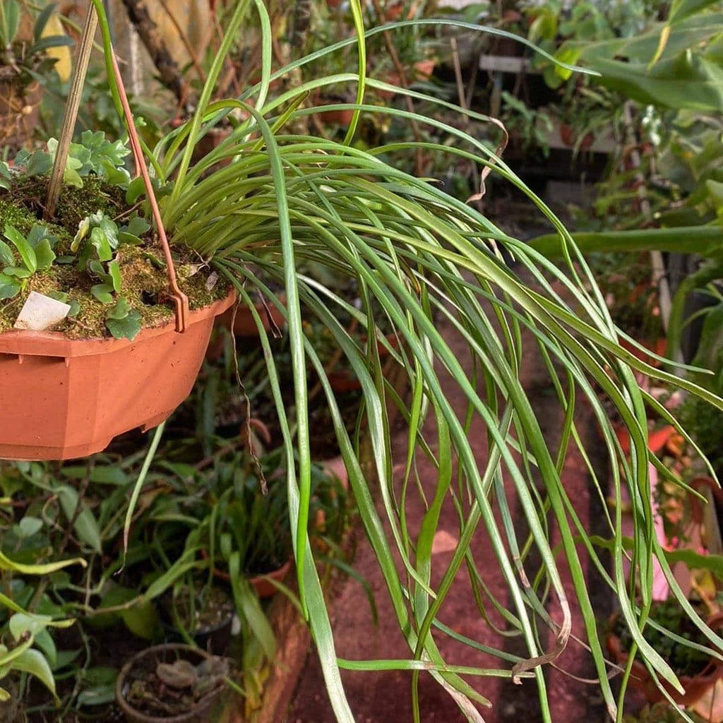 Vittaria lineata, Sumatra 大森食虫植物農園