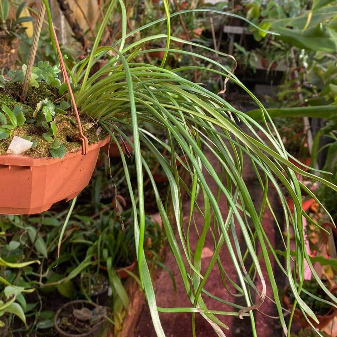 Vittaria lineata, Sumatra 大森食虫植物農園