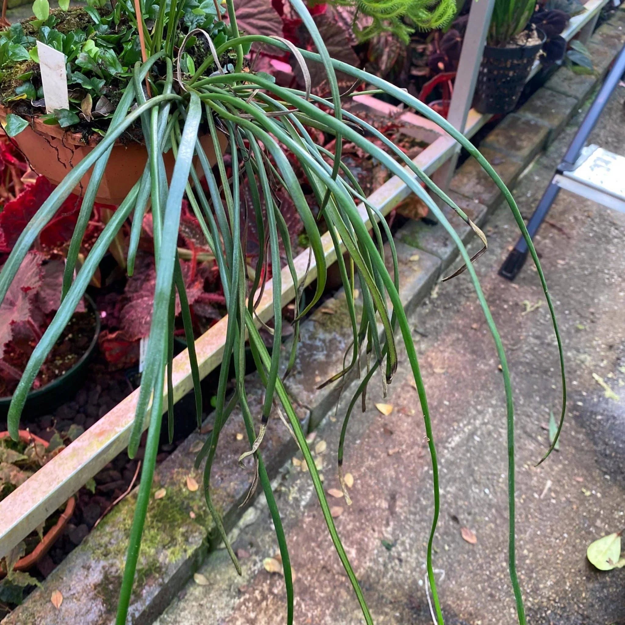 Vittaria lineata, Sumatra 大森食虫植物農園