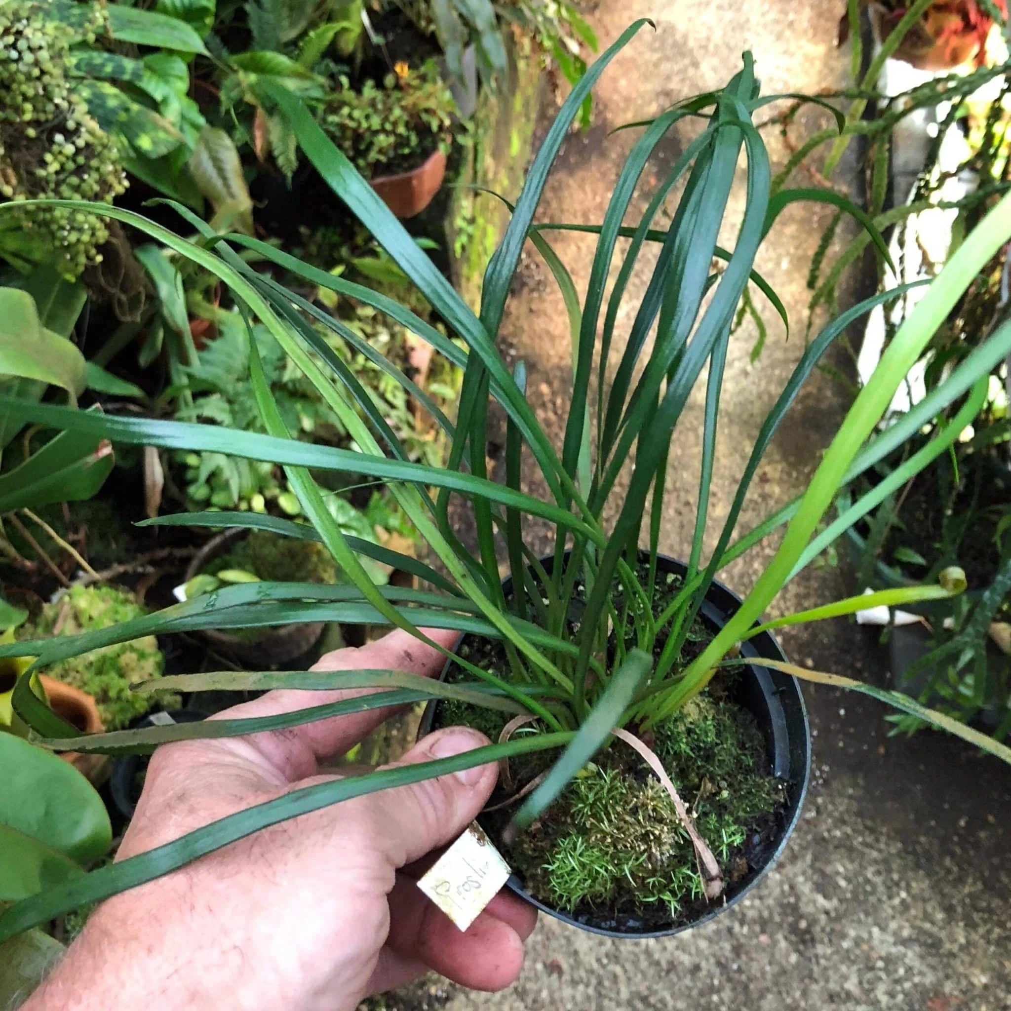 Vittaria spec. Seychelles 大森食虫植物農園