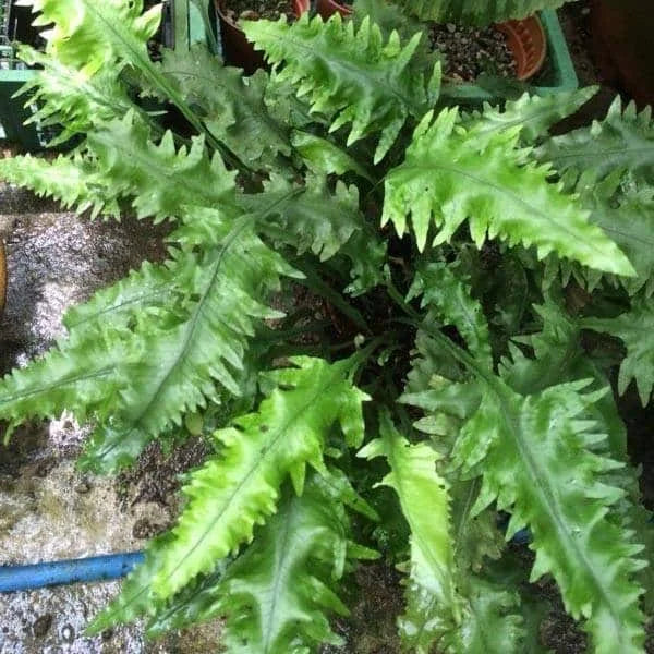 spec. Terengganu, Malaysia 大森食虫植物農園