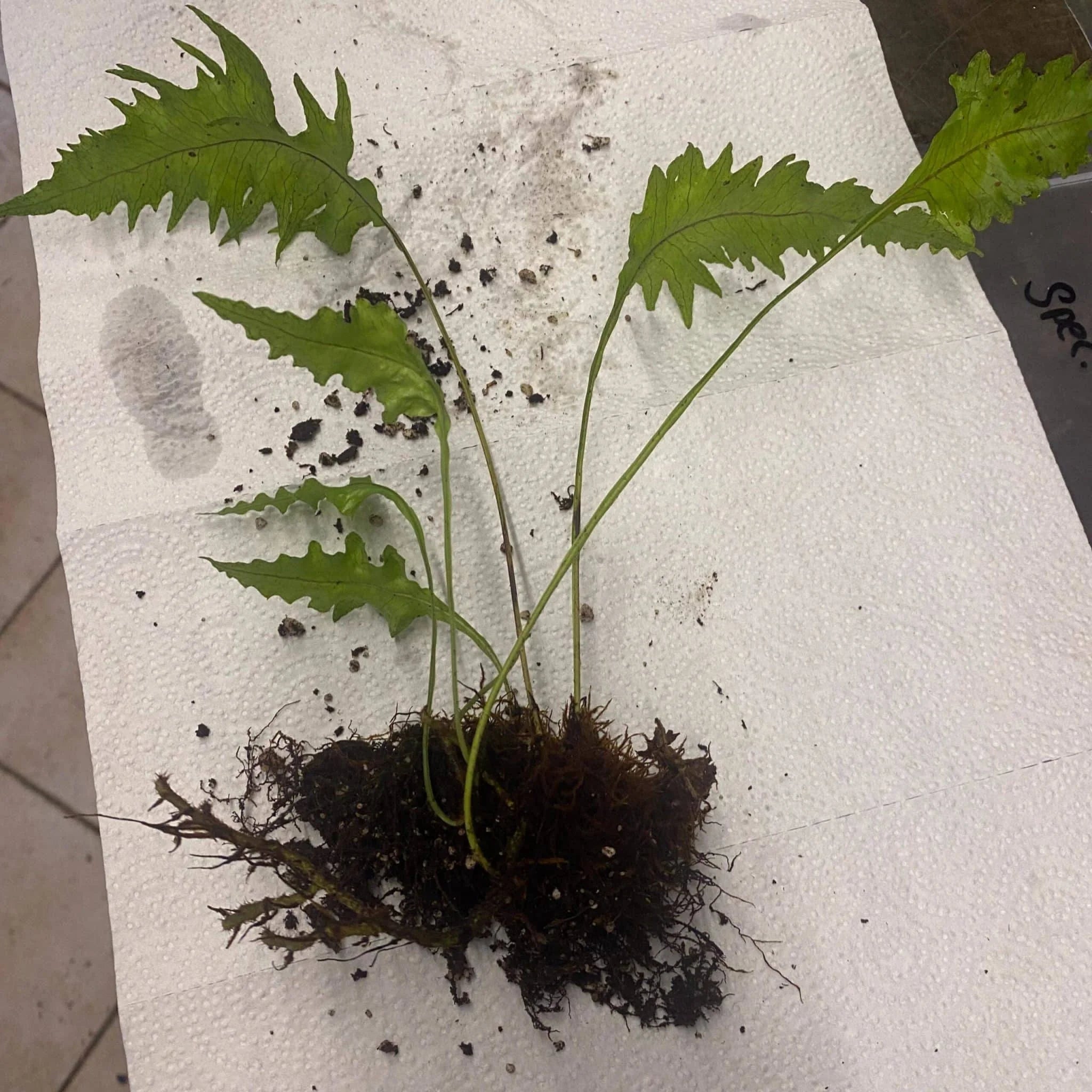 spec. Terengganu, Malaysia 大森食虫植物農園